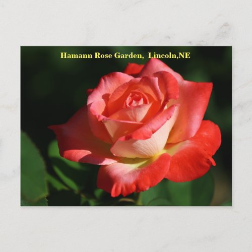 Brigadoon Rose Postcard HRG 400 2014