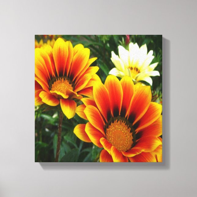 Bright African Daisies Canvas Print (Front)