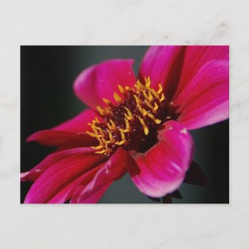 Bright And Bold Postcard by pulsDesign at Zazzle