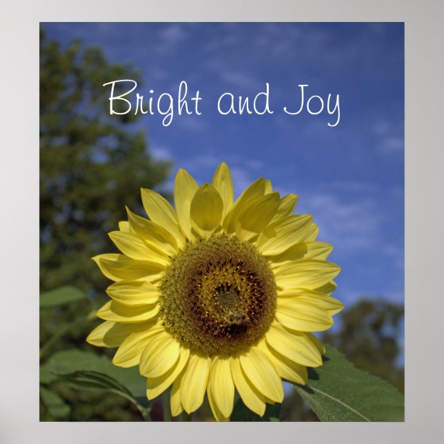 Bright and joy perfect sunflower in blue sky. poster (Front)