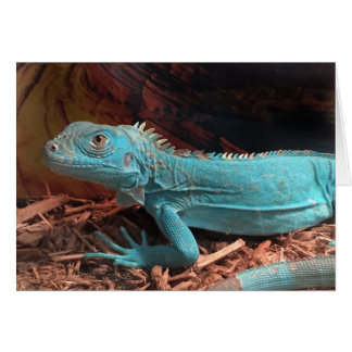 Bright Aqua Blue Iguana Cards