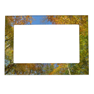 Bright autumn trees in city garden in autumn magnetic picture frame