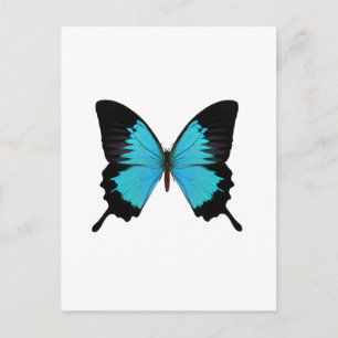 Bright Blue & Black Butterfly Original Colors Postcard