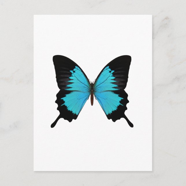 Bright Blue & Black Butterfly Original Colors Postcard (Front)
