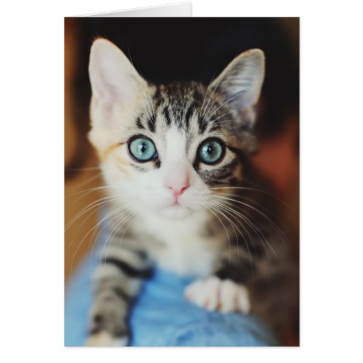Bright Blue Eyed Kitten Cards (Front)