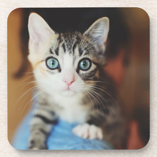 Bright Blue Eyed Kitten Drink Coaster (Front)