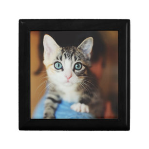 Bright Blue Eyed Kitten Jewelry Box
