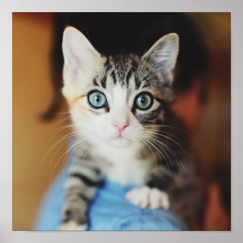 Bright Blue Eyed Kitten Poster