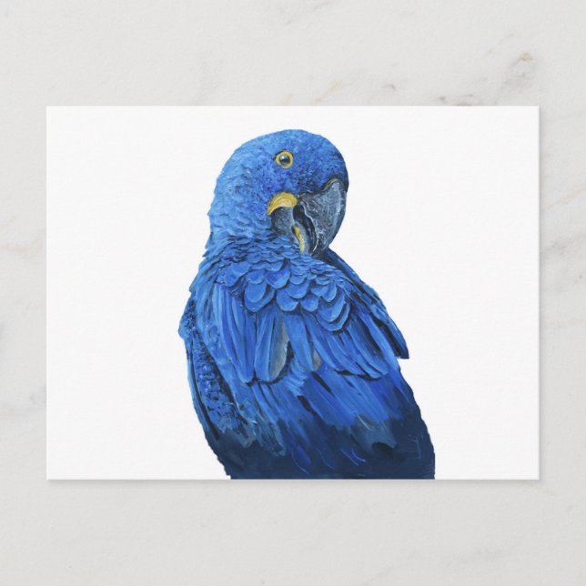 Bright blue Hyacinth Macaw Postcard (Front)