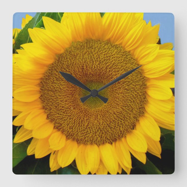 Bright Blue Sunflower Square Wall Clock (Front)