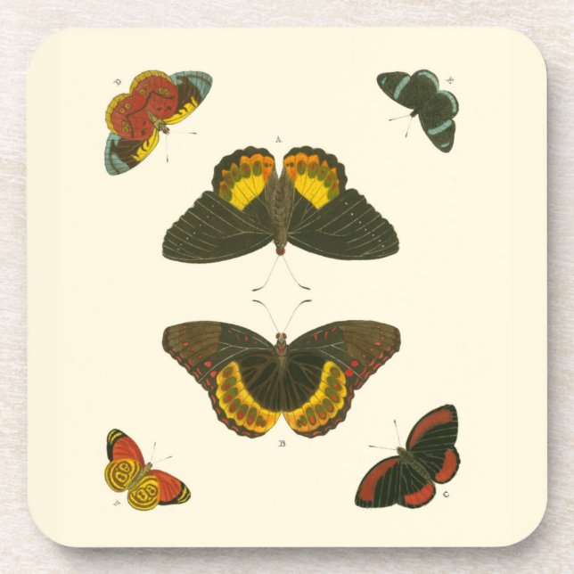 Bright Butterflies by Pieter Cramer Beverage Coaster (Front)