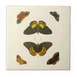 Bright Butterflies by Pieter Cramer Tile<br><div class="desc">These bright butterflies are extremely colorful in their presentation. An amazing piece by Pieter Cramer,  it would make an excellent gift for the nature lover in your life!</div>