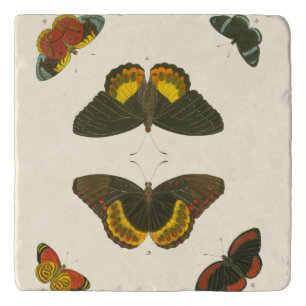 Bright Butterflies by Pieter Cramer Trivet