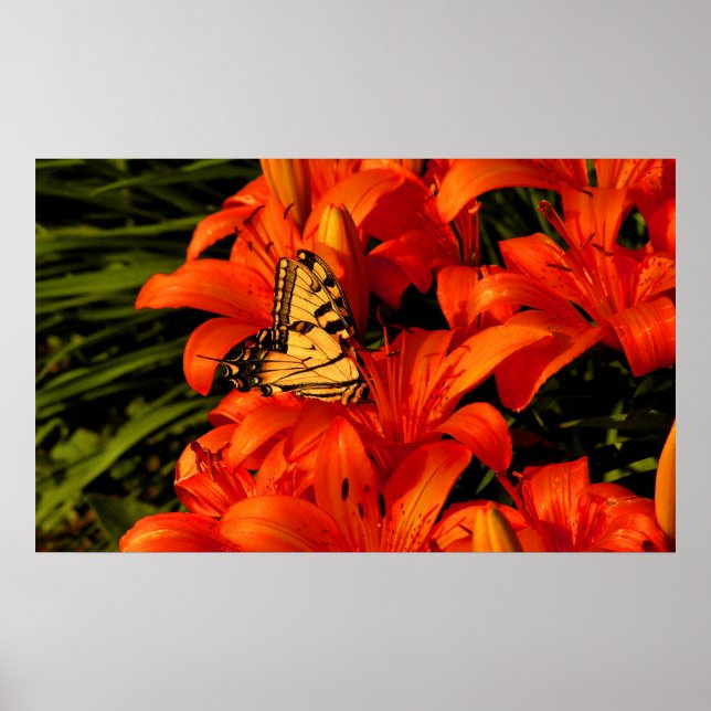 Bright butterfly n tiger flowers poster (Front)