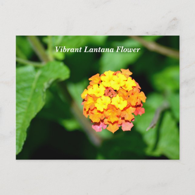 Bright color Lantana Flower Postcard (Front)