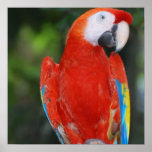 Bright Colored Parrot Poster