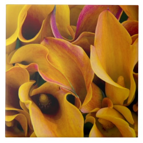 Bright colorful calla lilies at the ceramic tile