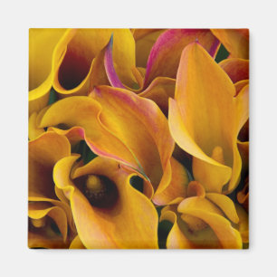 Bright colorful calla lilies at the magnet