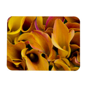 Bright colorful calla lilies at the magnet