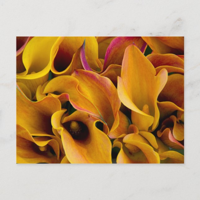 Bright colorful calla lilies at the postcard (Front)