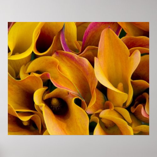 Bright colorful calla lilies at the poster