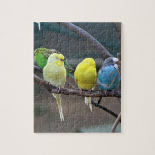 Bright Colorful Parakeets Budgies Parrots Birds Jigsaw Puzzle