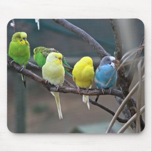 Bright Colorful Parakeets Budgies Parrots Birds Mouse Pad
