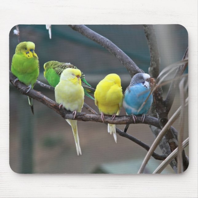 Bright Colorful Parakeets Budgies Parrots Birds Mouse Pad (Front)