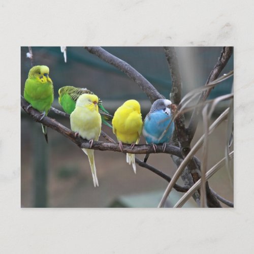 Bright Colorful Parakeets Budgies Parrots Birds Postcard