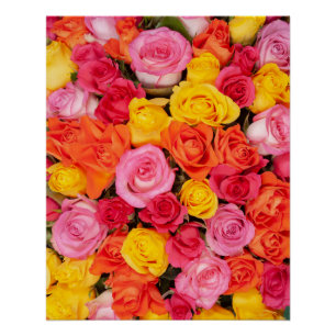 Bright Colorful Roses Pattern Floral Background Poster