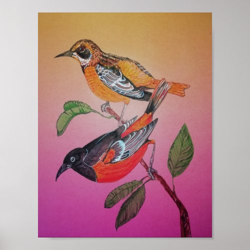 Bright coloured drawing of male and female Orioles Poster