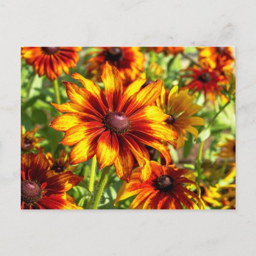 Bright Coneflower Floral Postcard