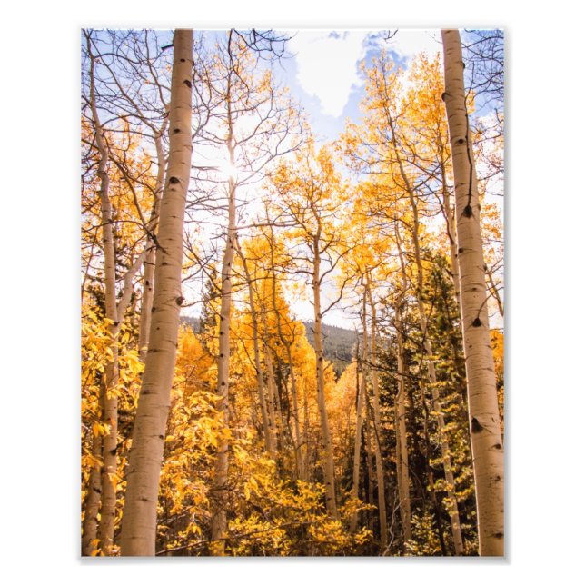 Bright Fall Aspen Leaves Photo Print (Front)