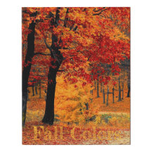 Bright Fall Colors Forest View