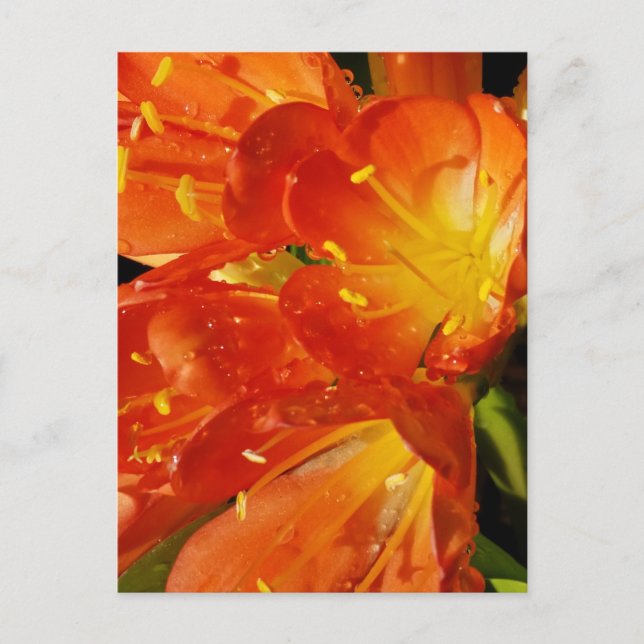 Bright Floral Close-Up Nature Photography Postcard (Front)