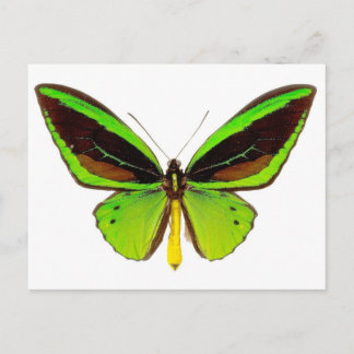 Bright Green Butterfly Postcard