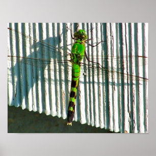 Bright Green Dragonfly Close Up Nature Poster
