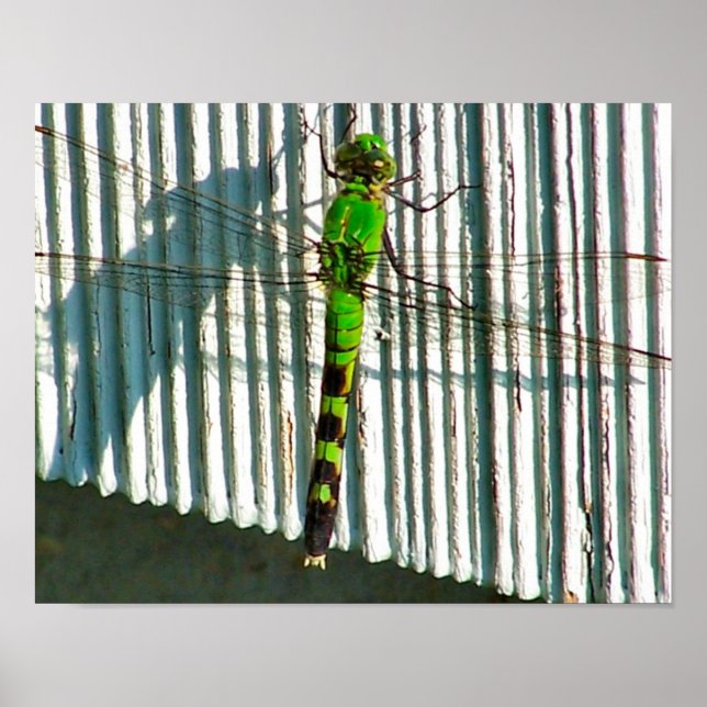 Bright Green Dragonfly Close Up Nature Poster (Front)