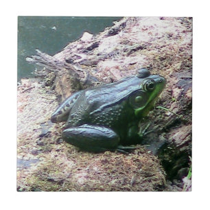 Bright Green Frog Decorative Tile