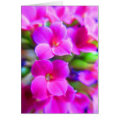 Bright Happy Kalanchoe Flowers Pink Magenta Purple (Front)