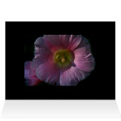Bright Hollyhock (Inside Horizontal (Top))