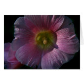 Bright Hollyhock (Front Horizontal)
