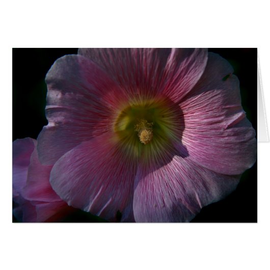 Bright Hollyhock (Front Horizontal)