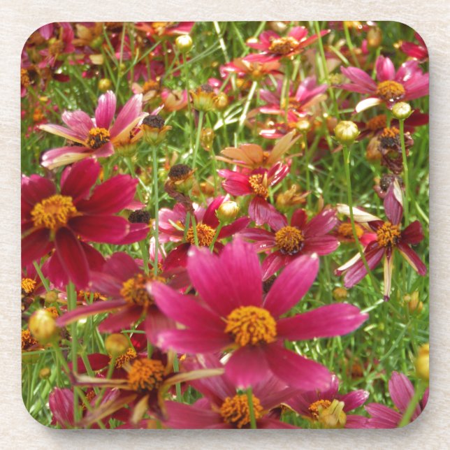 Bright Hot Pink and Yellow Daisy flowers Beverage Coaster (Front)