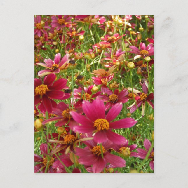 Bright Hot Pink and Yellow Daisy flowers Postcard (Front)