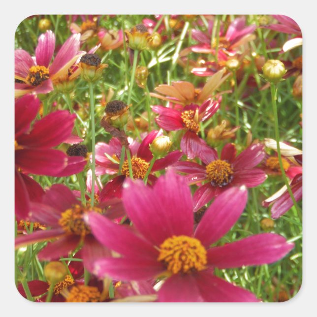 Bright Hot Pink and Yellow Daisy flowers Square Sticker (Front)