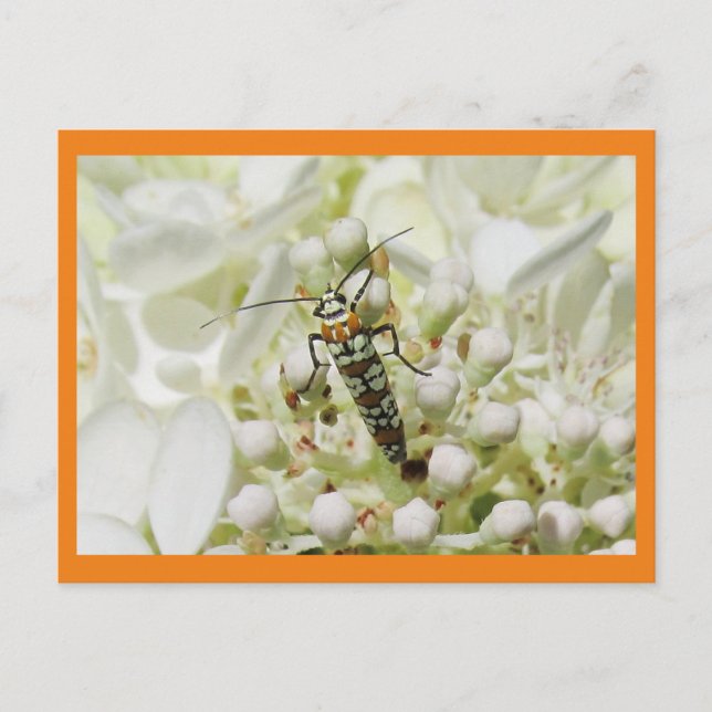 Bright insect on white blossom cluster postcard (Front)