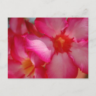 Bright Jamaica Postcard