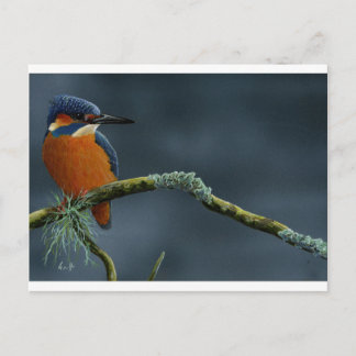 Bright Kingfisher gifts Postcard