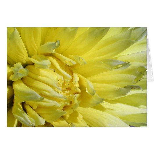 Bright, Lemon Yellow Dahlia Cards (Front Horizontal)